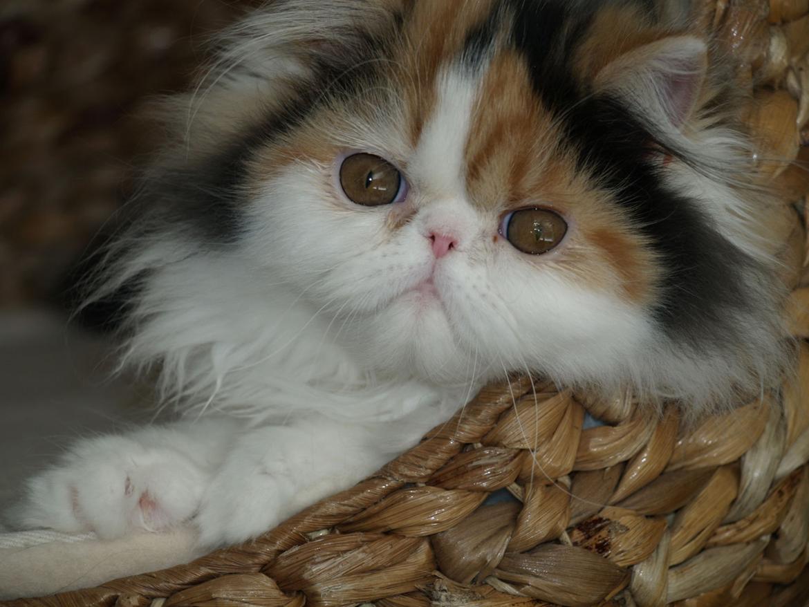 Perser Daisy dk namyslo's lilli Mai  billede 4