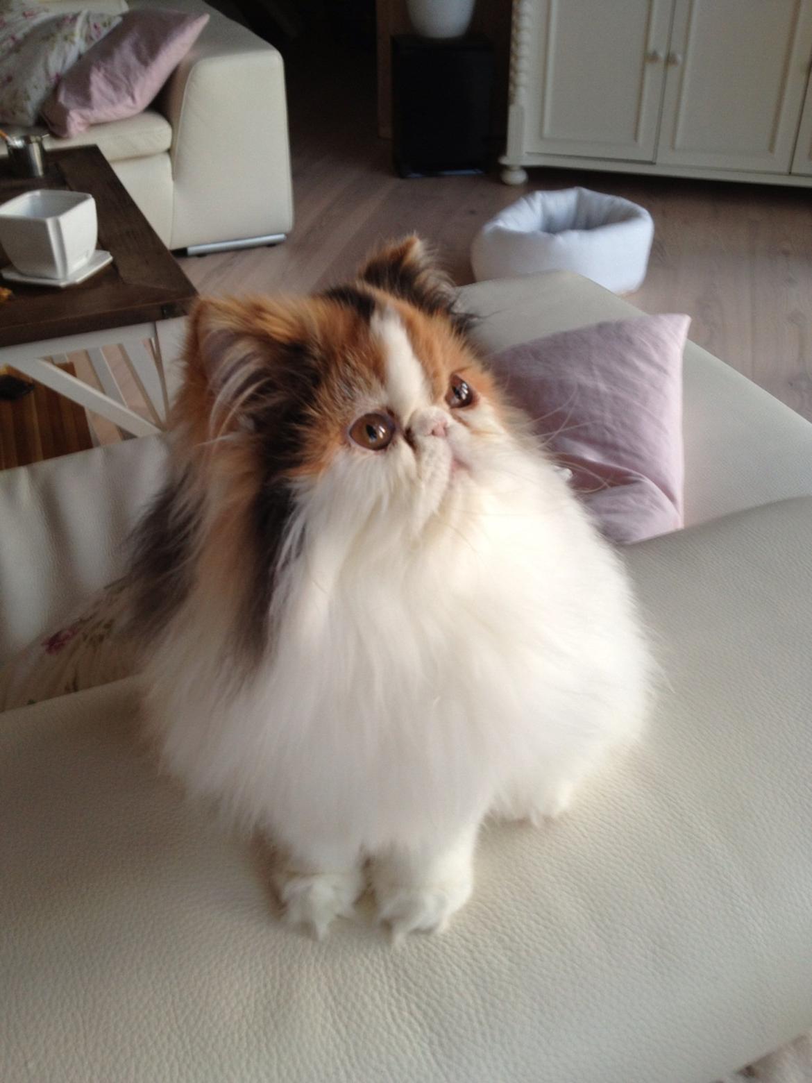 Perser Daisy dk namyslo's lilli Mai  billede 5