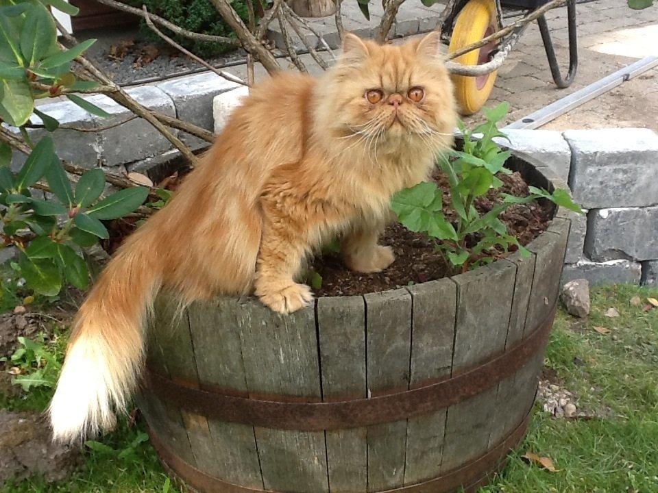 Perser Gucci misty Brown's  billede 1