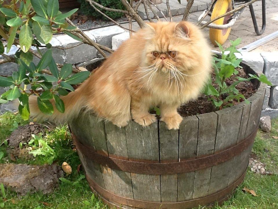 Perser Gucci misty Brown's  billede 2