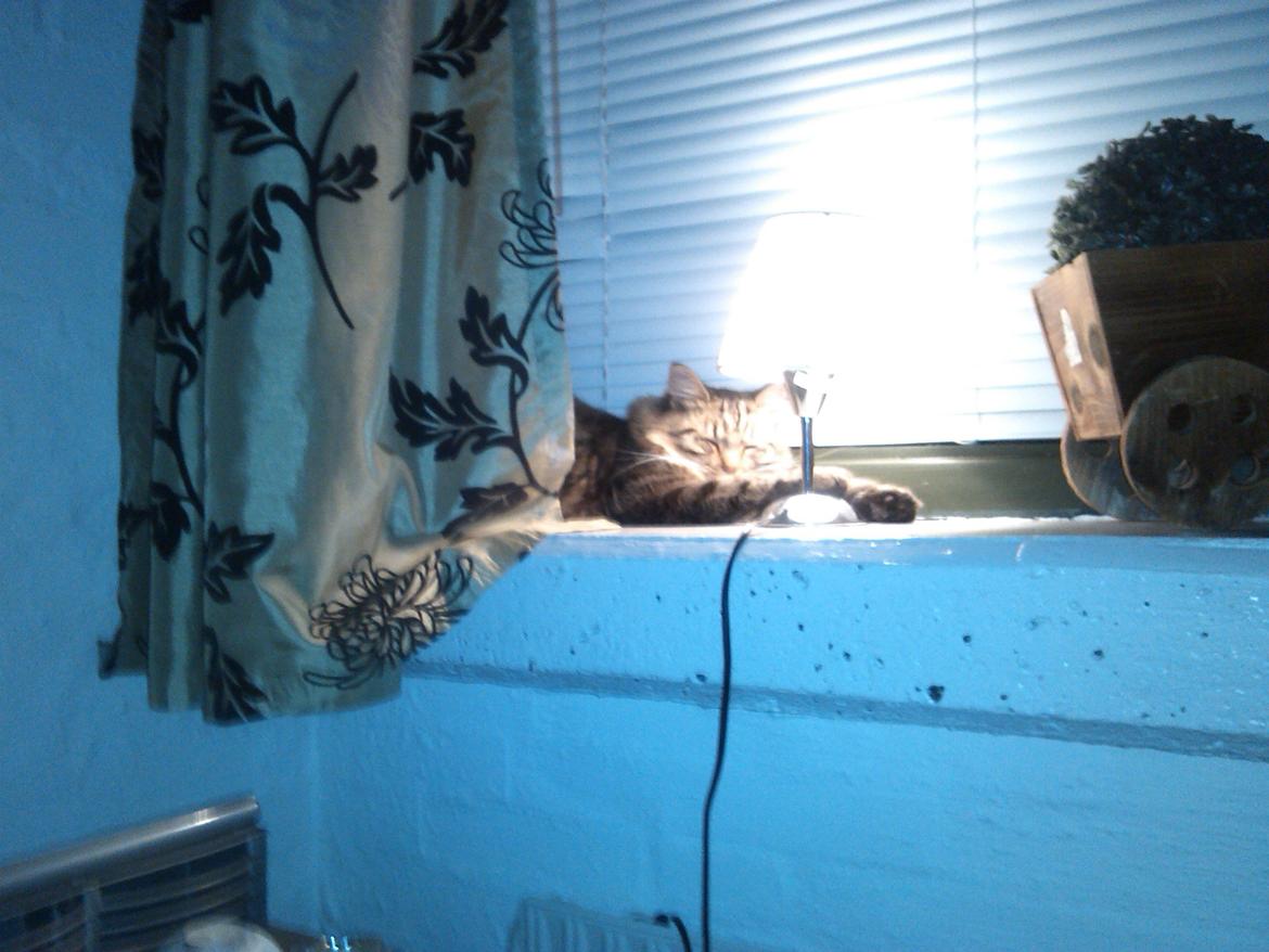 Blanding af racer Felix RIP billede 5