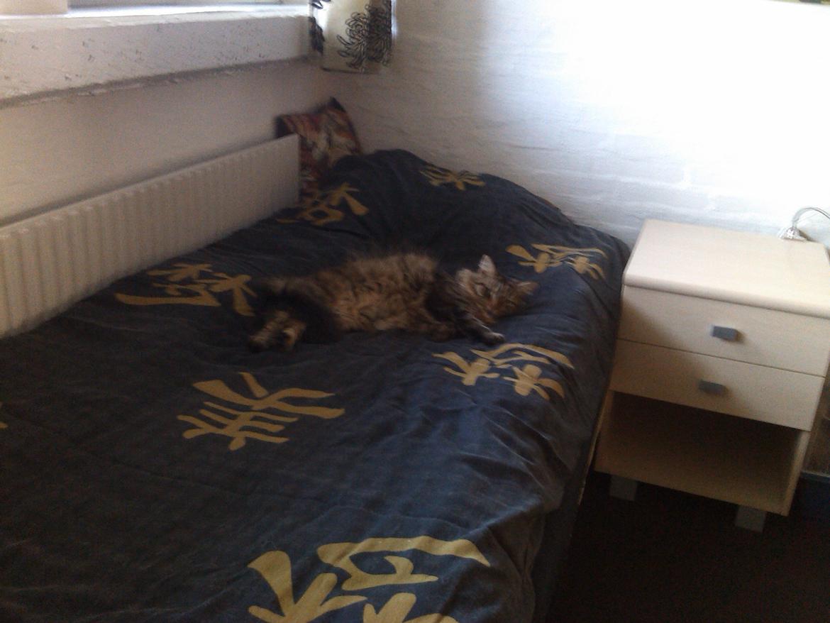 Blanding af racer Felix RIP billede 6