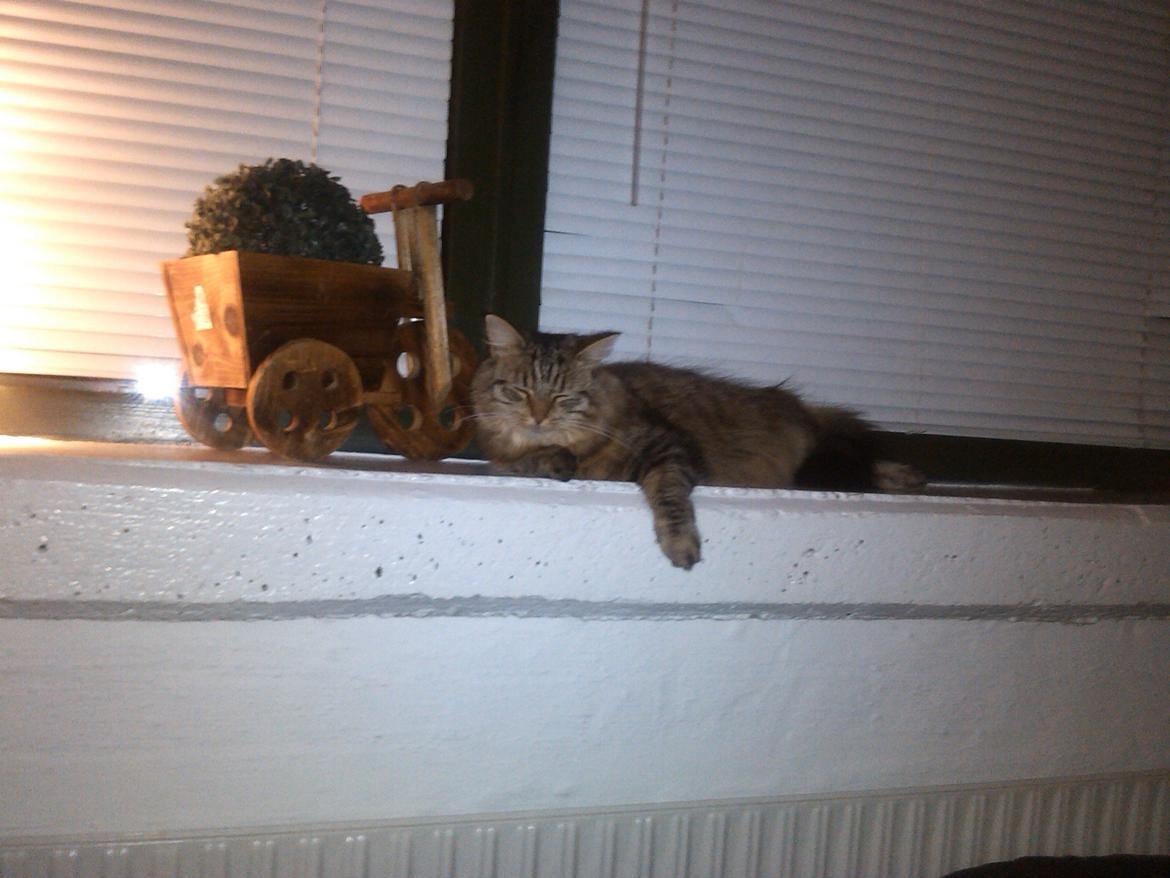 Blanding af racer Felix RIP billede 7