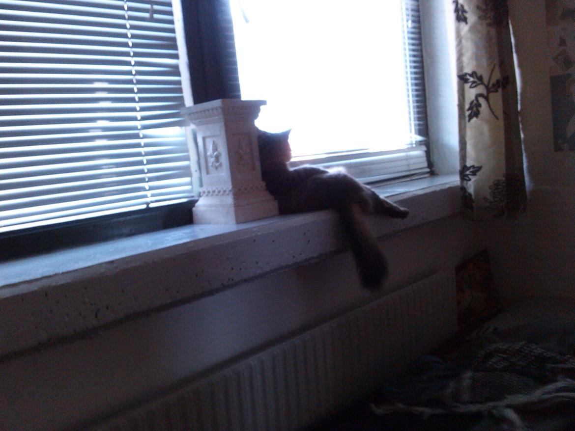 Blanding af racer Felix RIP billede 8