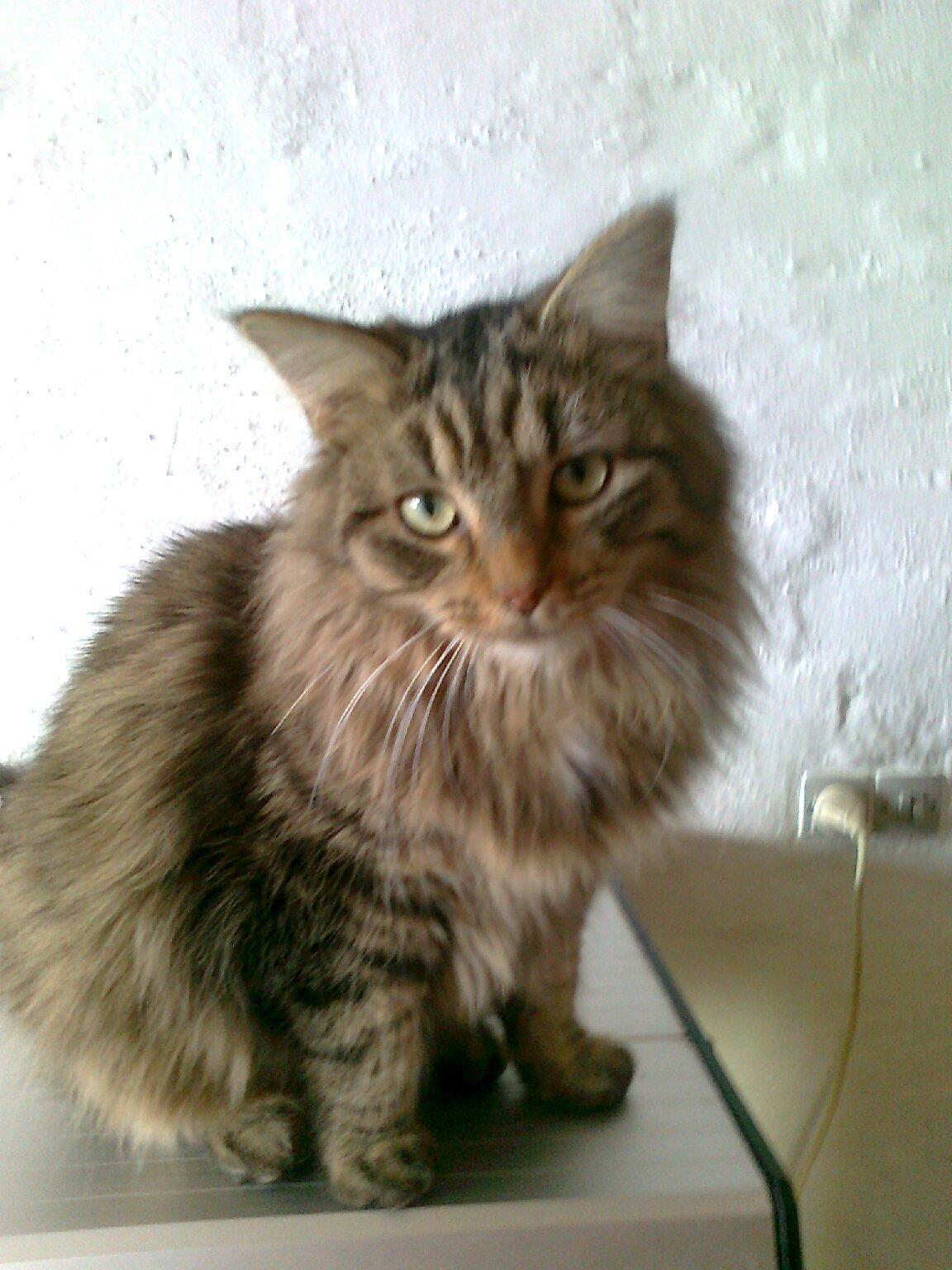 Blanding af racer Felix RIP billede 3