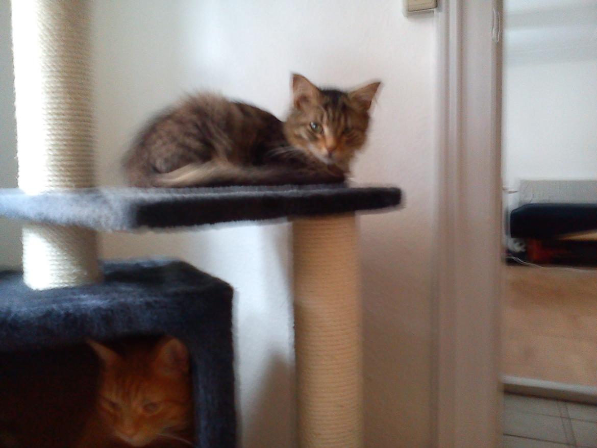 Blanding af racer Felix RIP billede 9