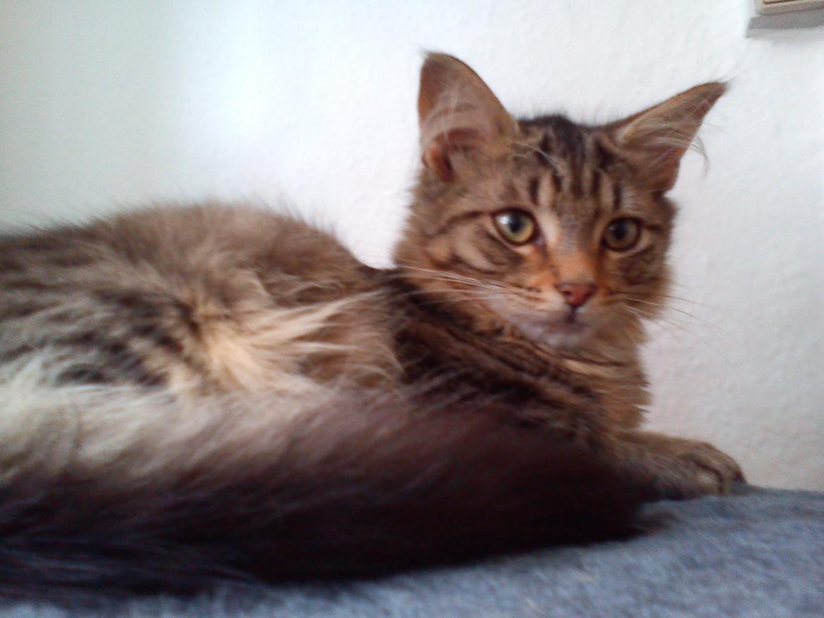 Blanding af racer Felix RIP billede 10