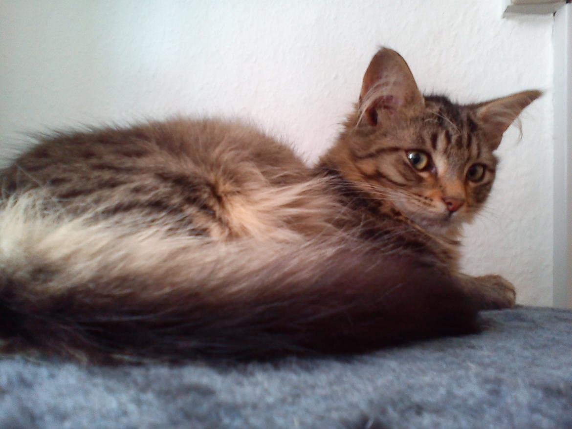 Blanding af racer Felix RIP billede 11