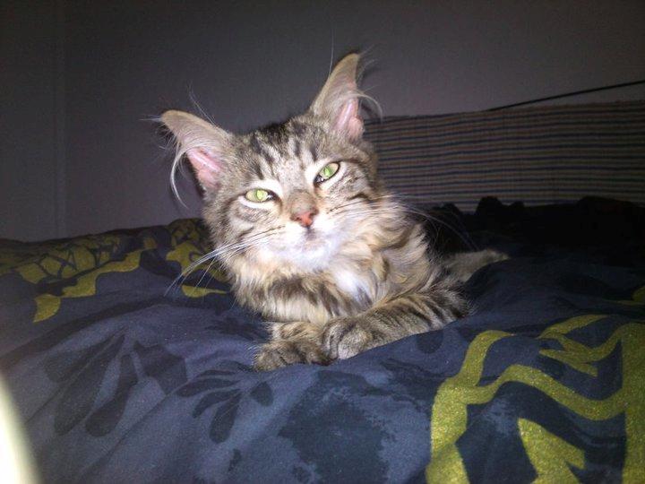 Blanding af racer Felix RIP billede 12