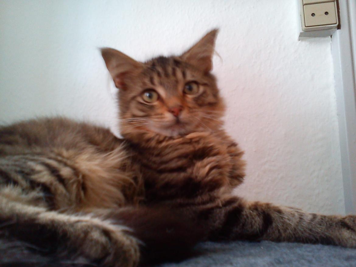 Blanding af racer Felix RIP billede 4