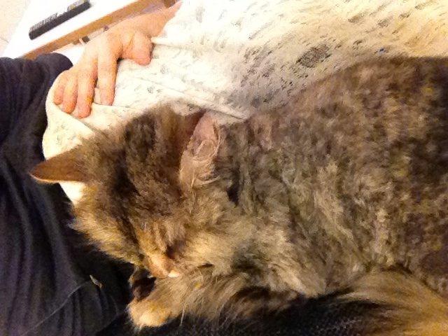 Blanding af racer Gizmo billede 6