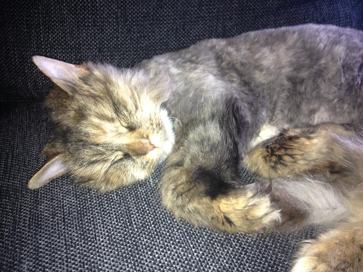 Blanding af racer Gizmo billede 7