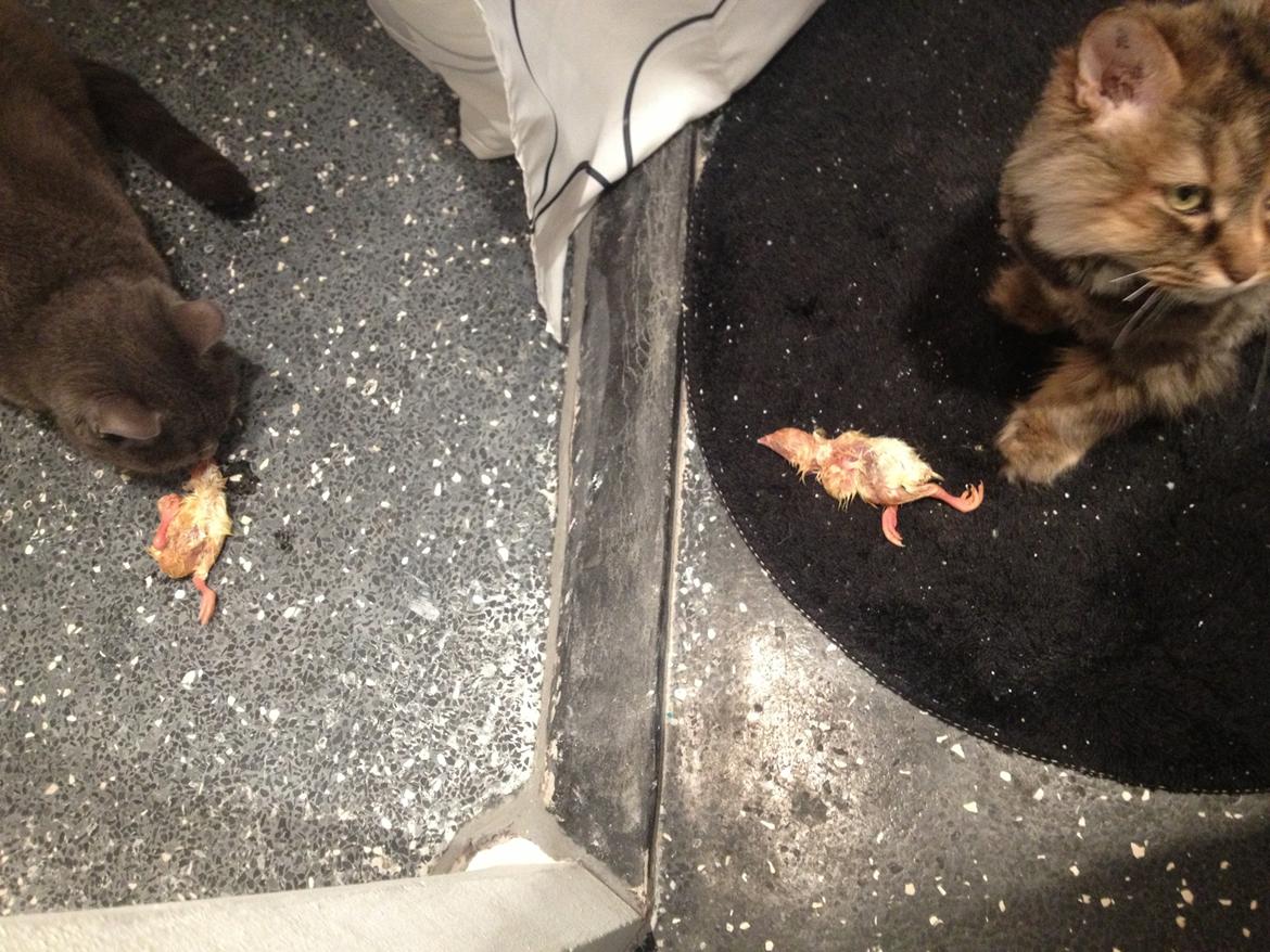 Blanding af racer Gizmo billede 8