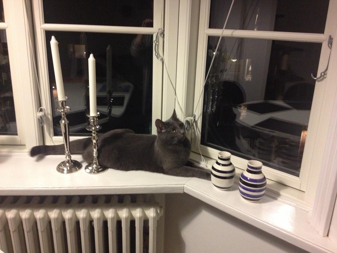 Blanding af racer Mew billede 19