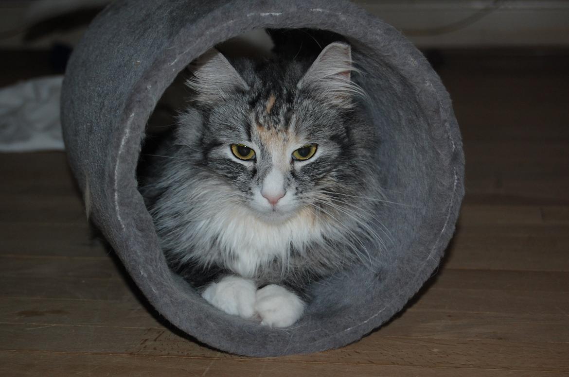 Norsk Skovkat DK-Salethco's Shakirah of Conkar - Shakirah (mor til kuld B) billede 1