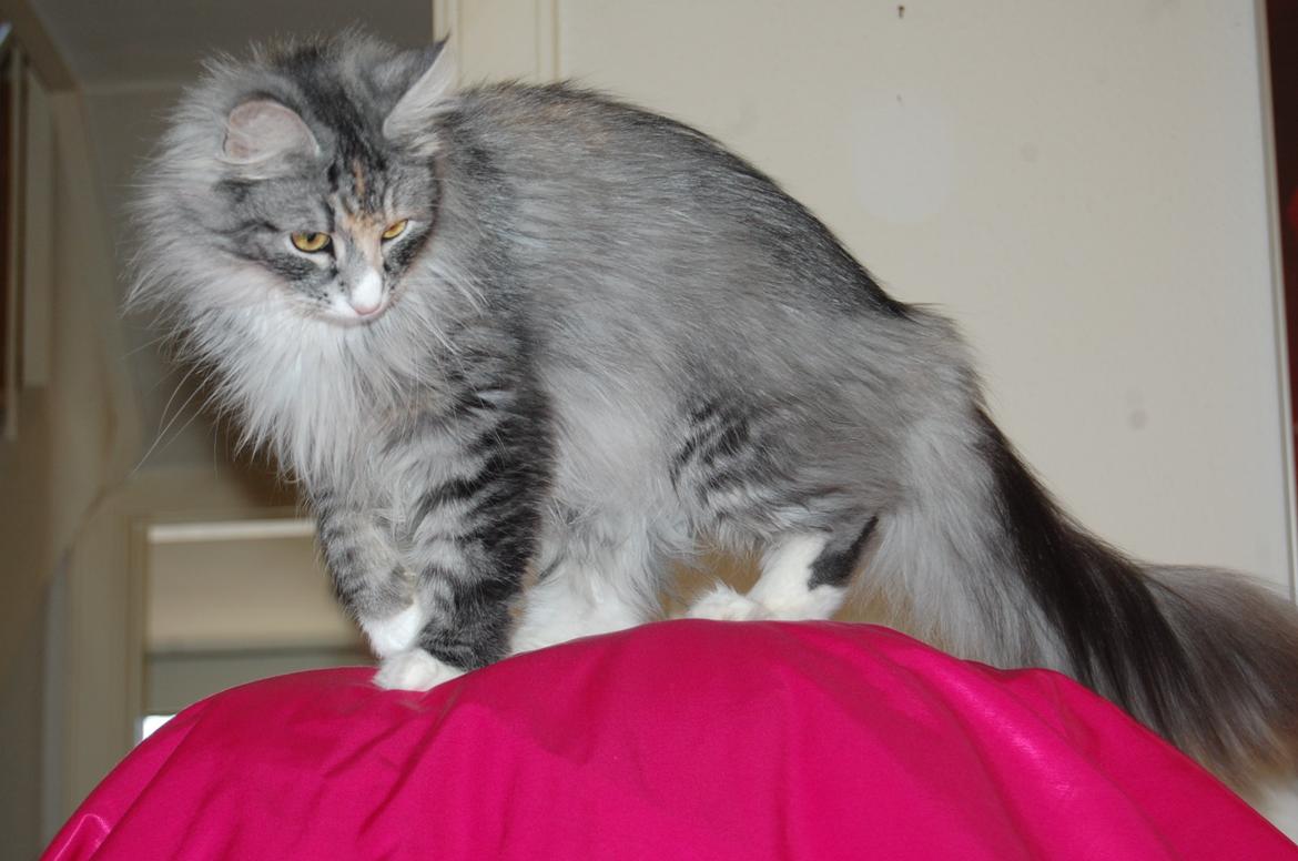 Norsk Skovkat DK-Salethco's Shakirah of Conkar billede 2