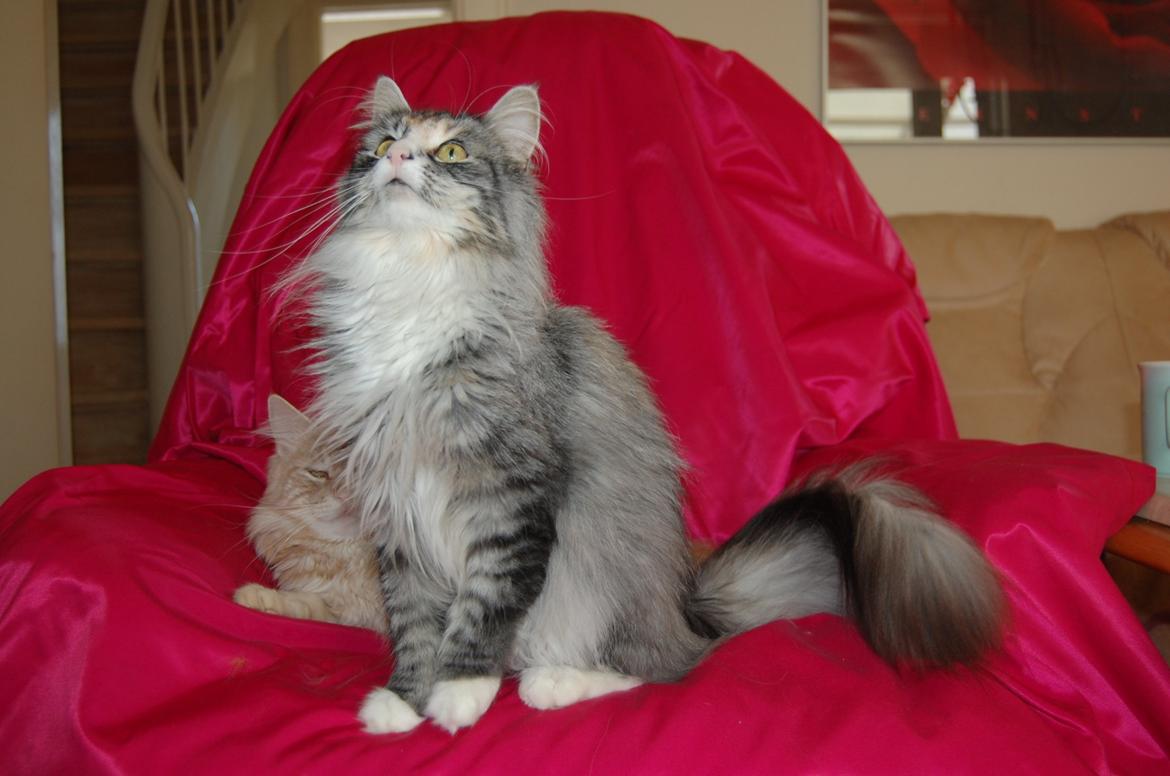 Norsk Skovkat DK-Salethco's Shakirah of Conkar billede 3