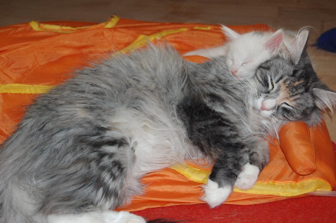 Norsk Skovkat DK-Salethco's Shakirah of Conkar billede 4