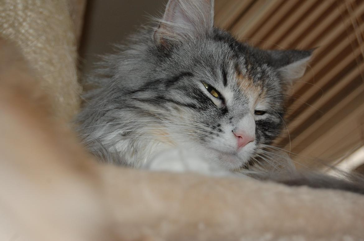 Norsk Skovkat DK-Salethco's Shakirah of Conkar billede 5