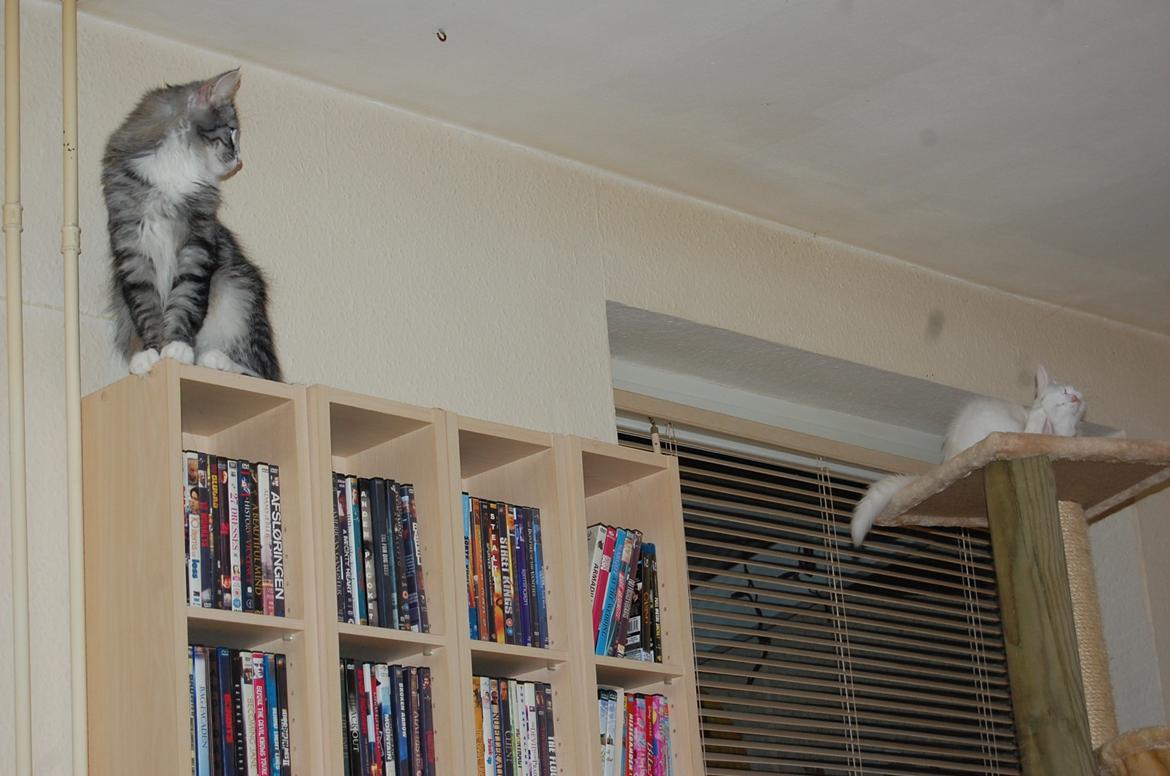 Norsk Skovkat DK-Salethco's Shakirah of Conkar billede 6