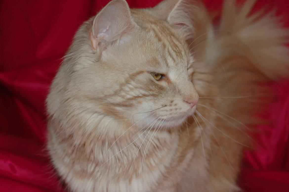 Norsk Skovkat DK-Cats by Rass Alfa - Alfa i profil . . . <3 billede 1