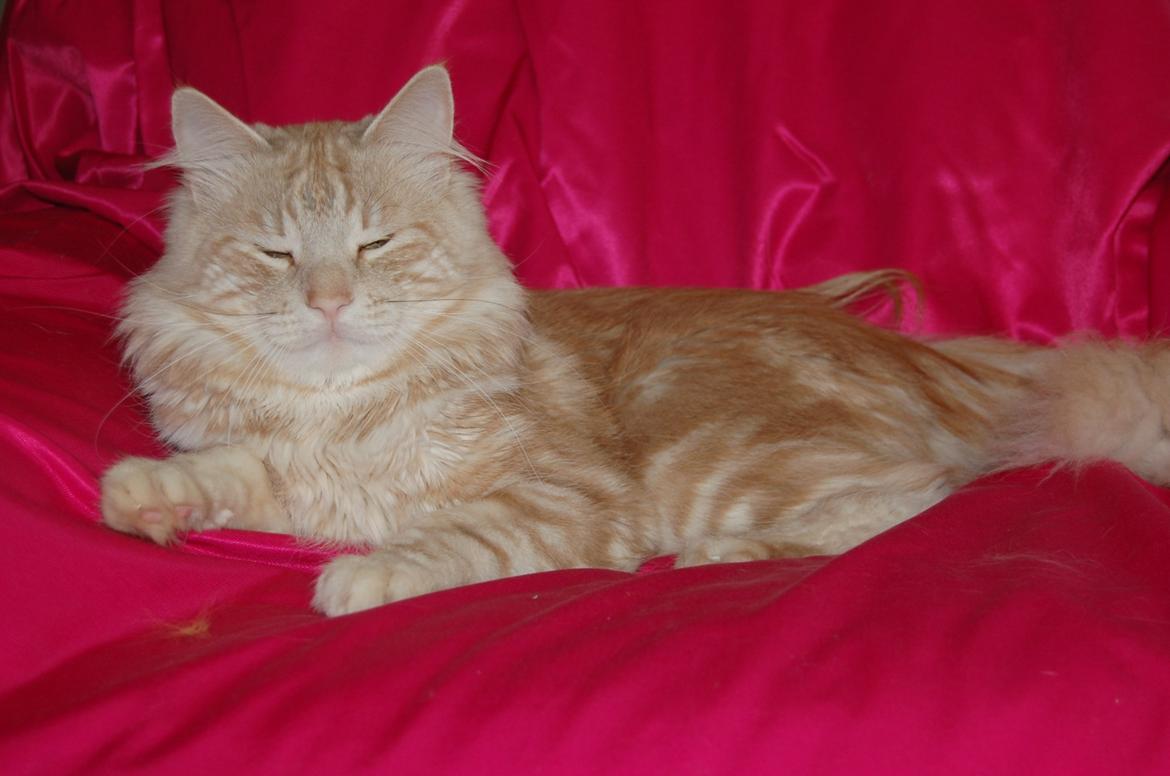 Norsk Skovkat DK-Cats by Rass Alfa - Ja ja . . jeg ligger pænt, skyd nu så vi kan bliver færdig :-D billede 2