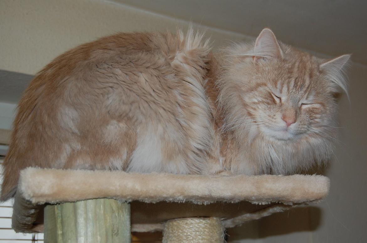 Norsk Skovkat DK-Cats by Rass Alfa billede 3