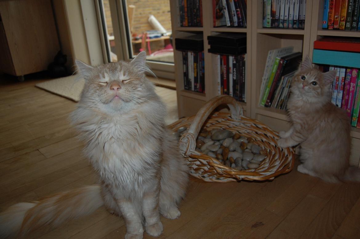 Norsk Skovkat DK-Cats by Rass Alfa - Det er ikke nemt at holde styr på de små ;-) billede 4