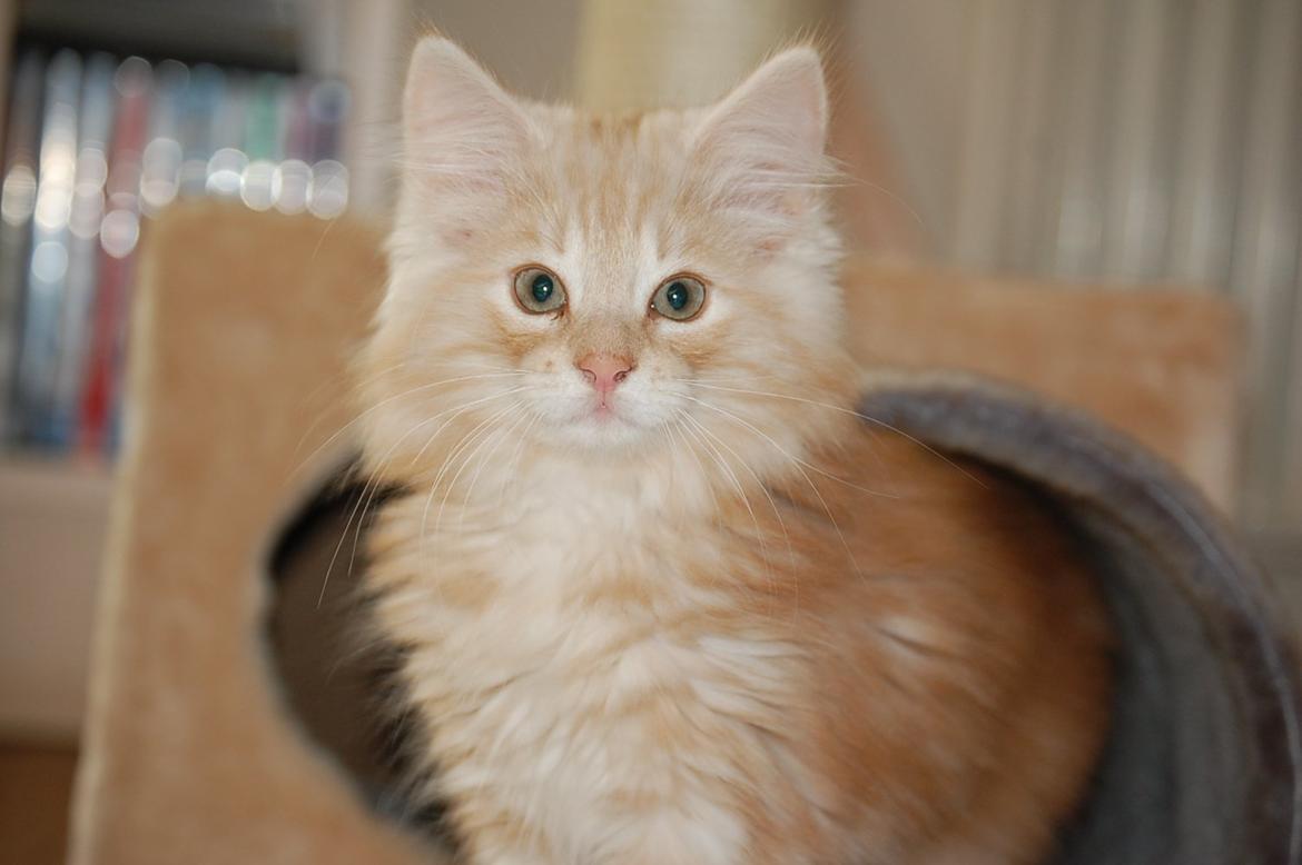 Norsk Skovkat DK-Cats by Rass Alfa billede 5