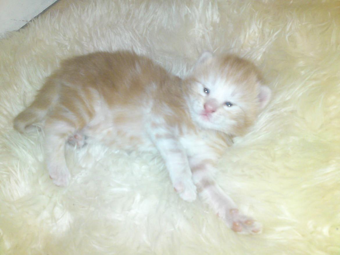 Norsk Skovkat DK-Cats by Rass Alfa billede 6