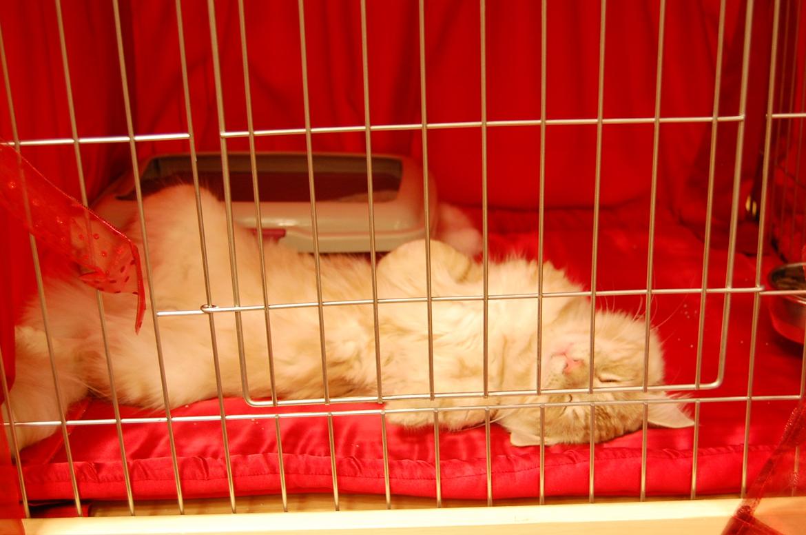 Norsk Skovkat DK-Cats by Rass Alfa - Det er hårdt at være på udstilling når man kun er en lille misling <3 billede 7