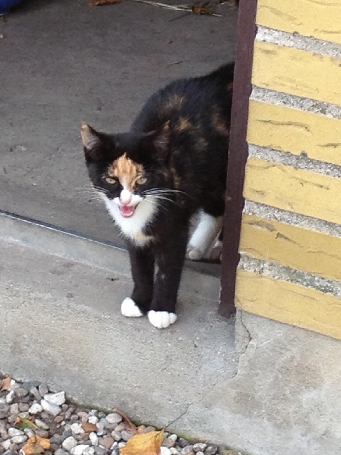 Blanding af racer Fnuggi - tidligere mis <3 billede 1