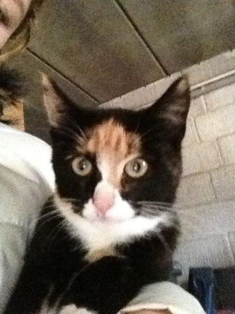 Blanding af racer Fnuggi - tidligere mis <3 billede 2