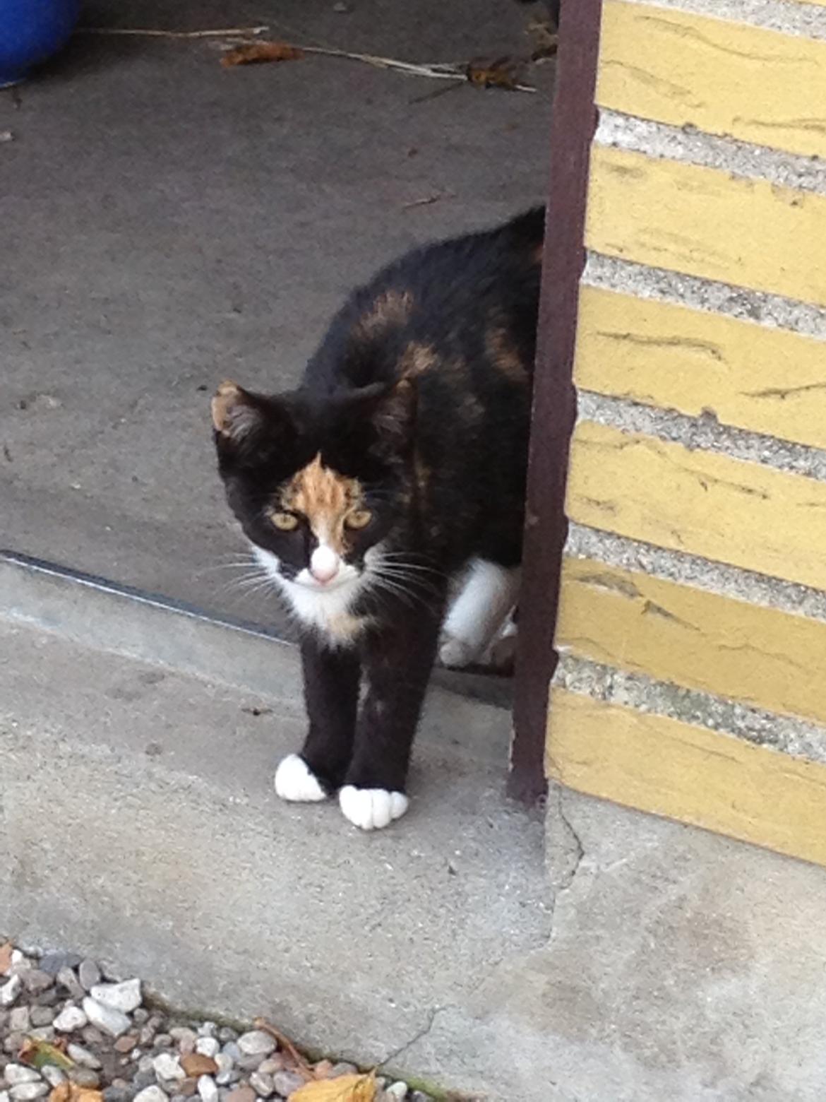 Blanding af racer Fnuggi - tidligere mis <3 billede 3