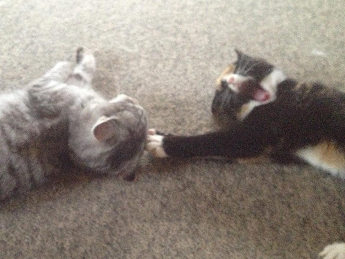 Blanding af racer Fnuggi - tidligere mis <3 billede 4