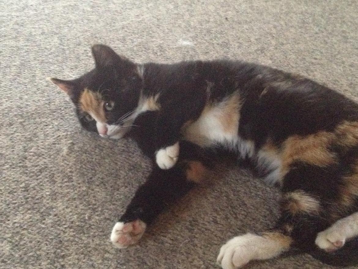 Blanding af racer Fnuggi - tidligere mis <3 billede 5