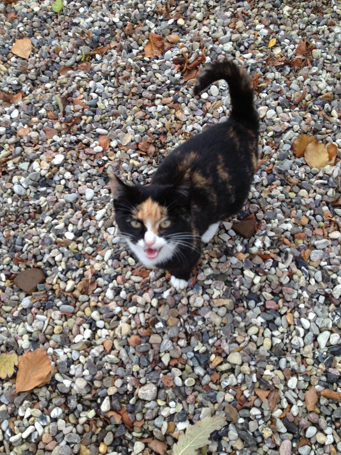 Blanding af racer Fnuggi - tidligere mis <3 billede 6