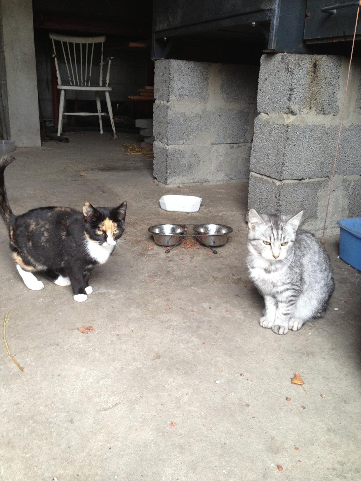 Blanding af racer Mitti - eller bare mis <3 (min y-mis) billede 1