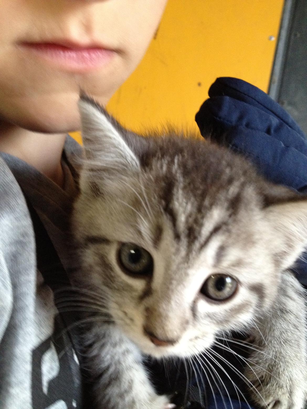 Blanding af racer Mitti - eller bare mis <3 (min y-mis) billede 2