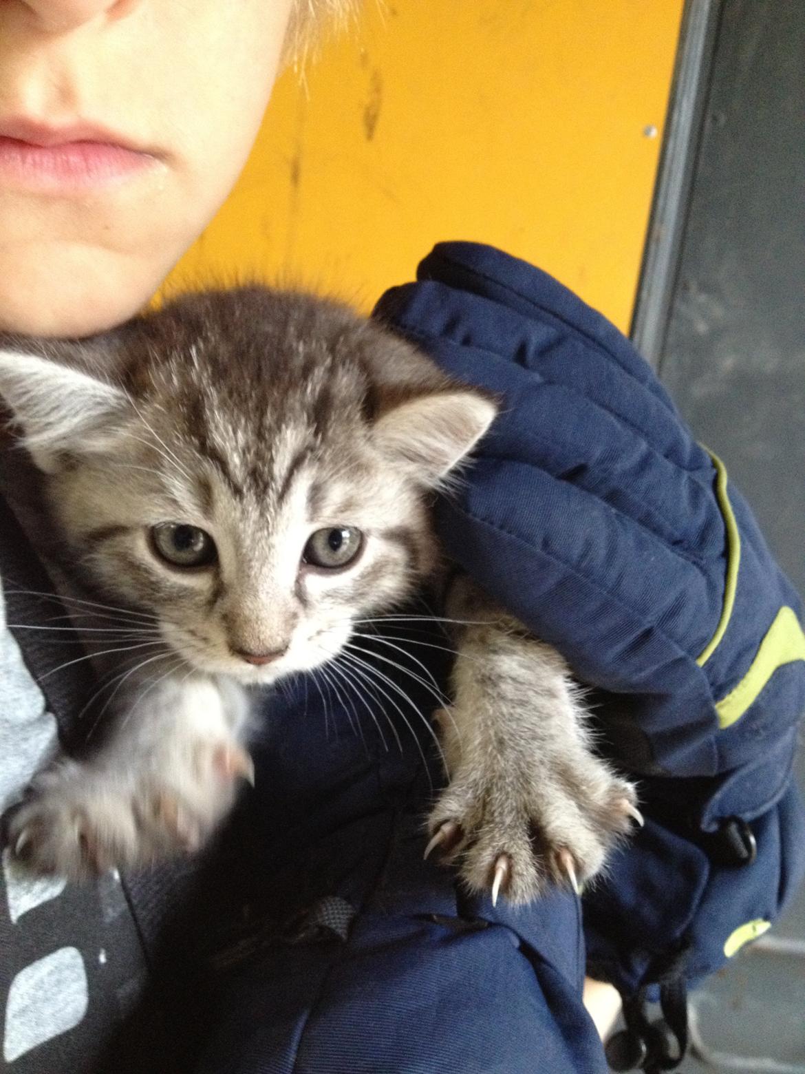 Blanding af racer Mitti - eller bare mis <3 (min y-mis) billede 3