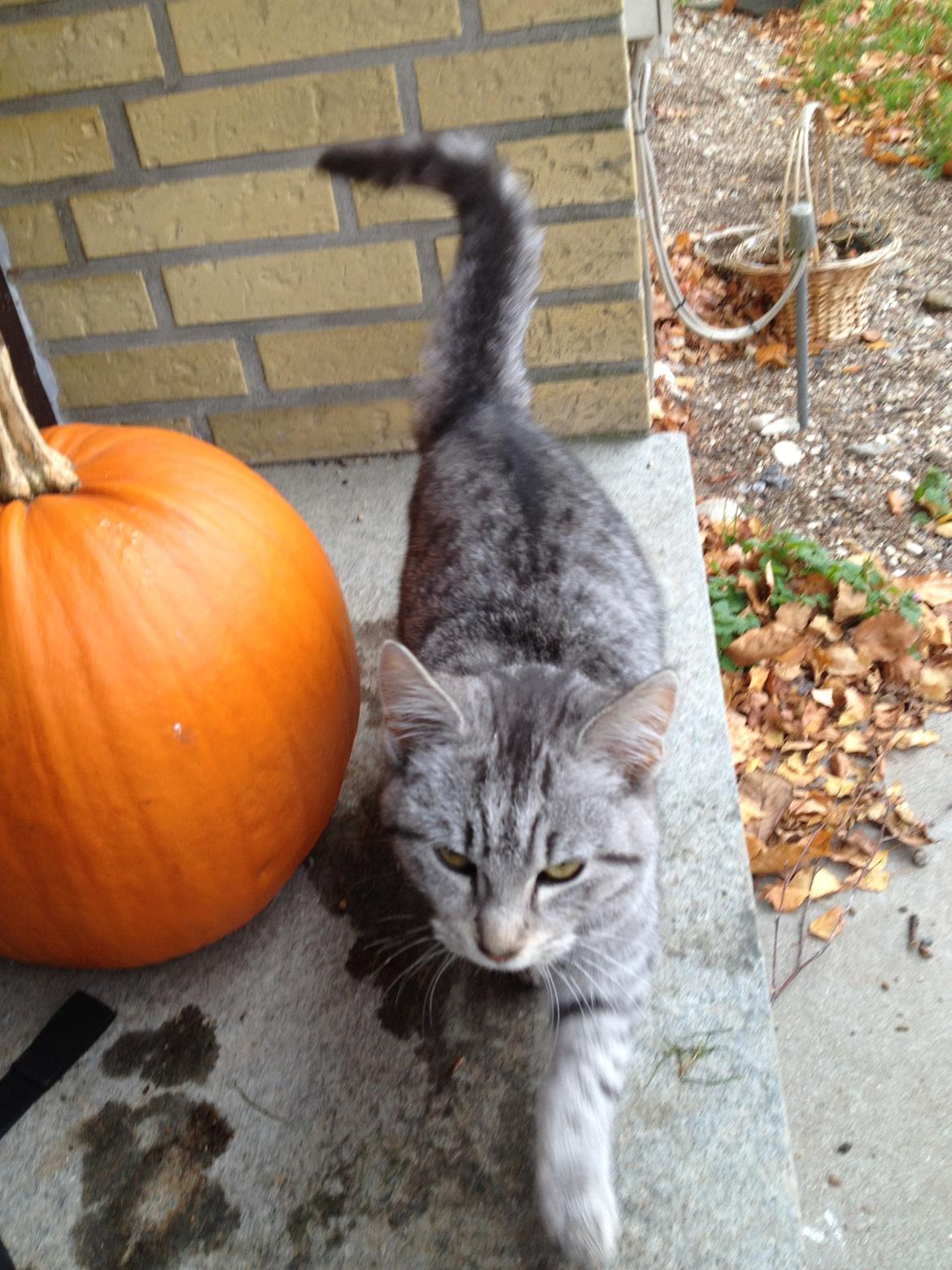 Blanding af racer Mitti - eller bare mis <3 (min y-mis) billede 4