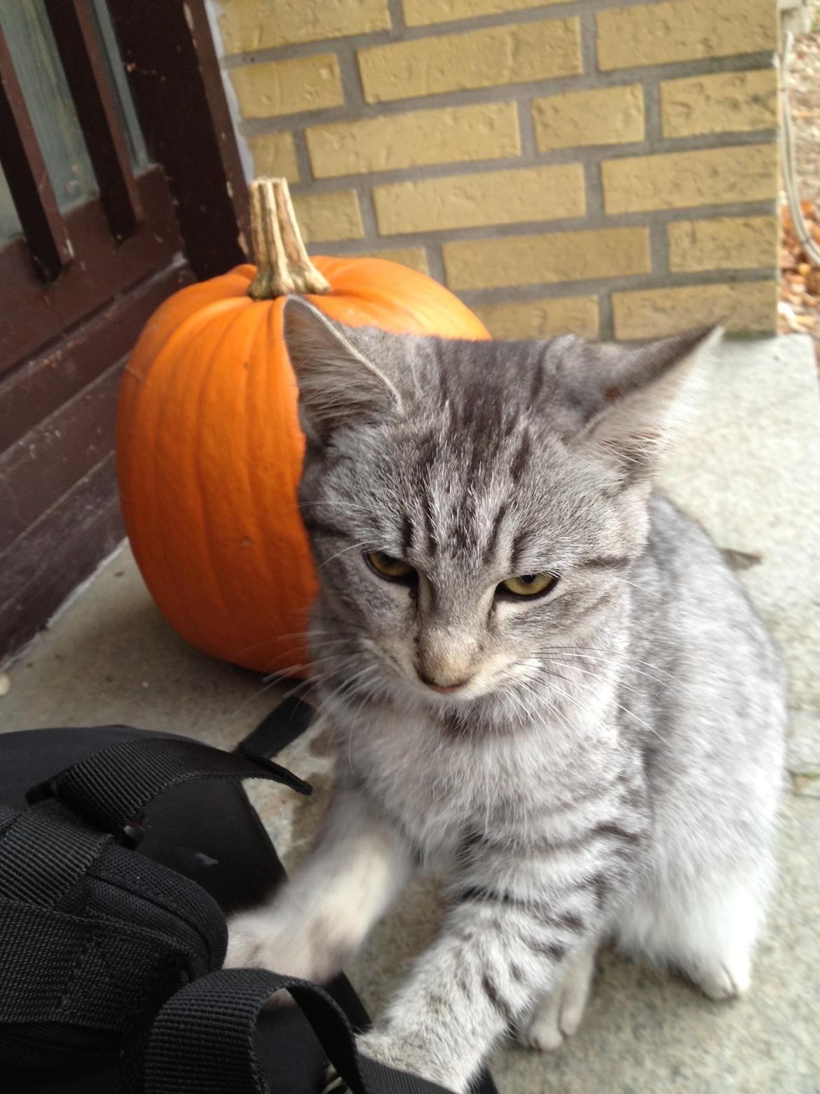 Blanding af racer Mitti - eller bare mis <3 (min y-mis) billede 5