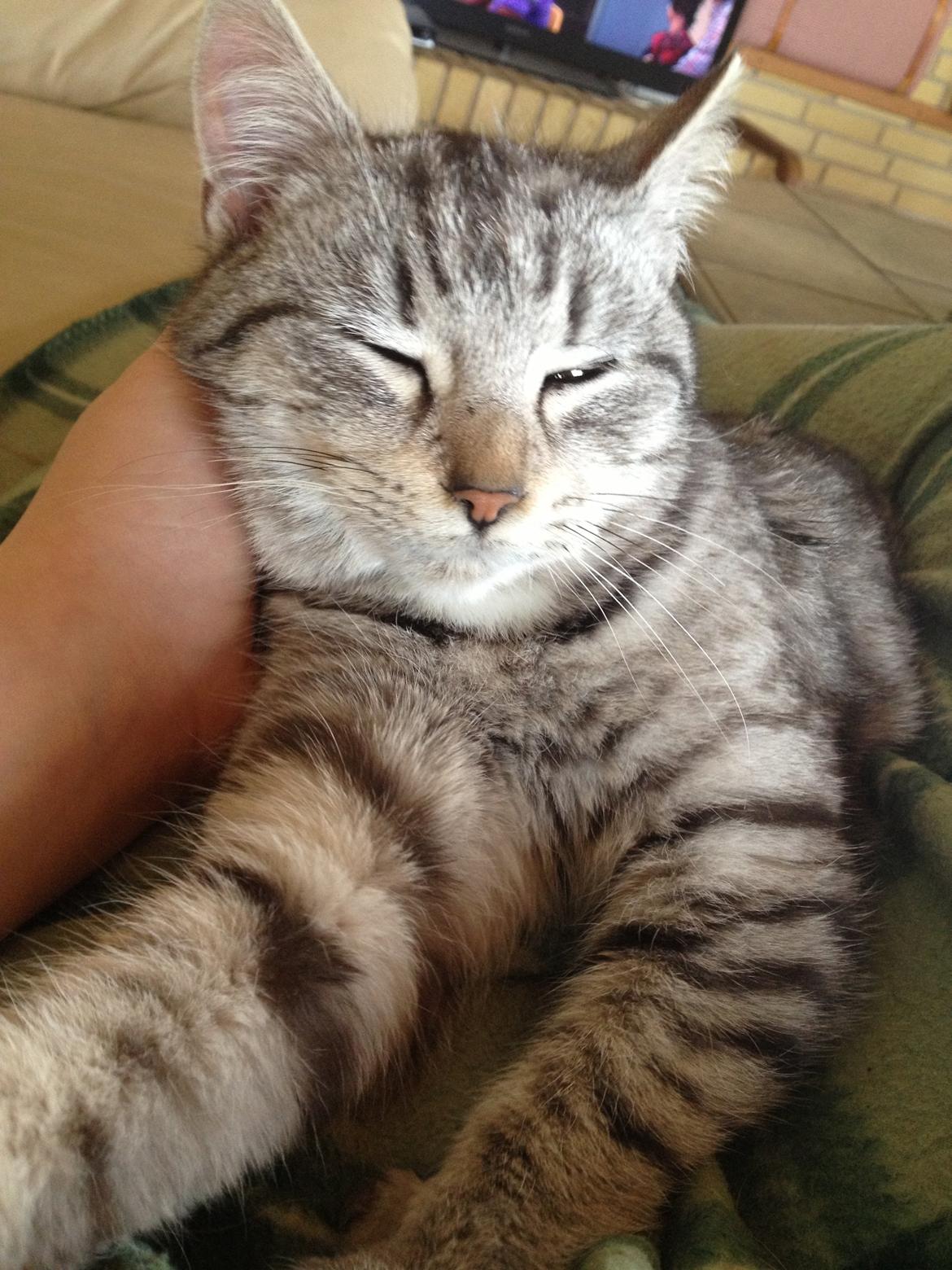 Blanding af racer Mitti - eller bare mis <3 (min y-mis) billede 6