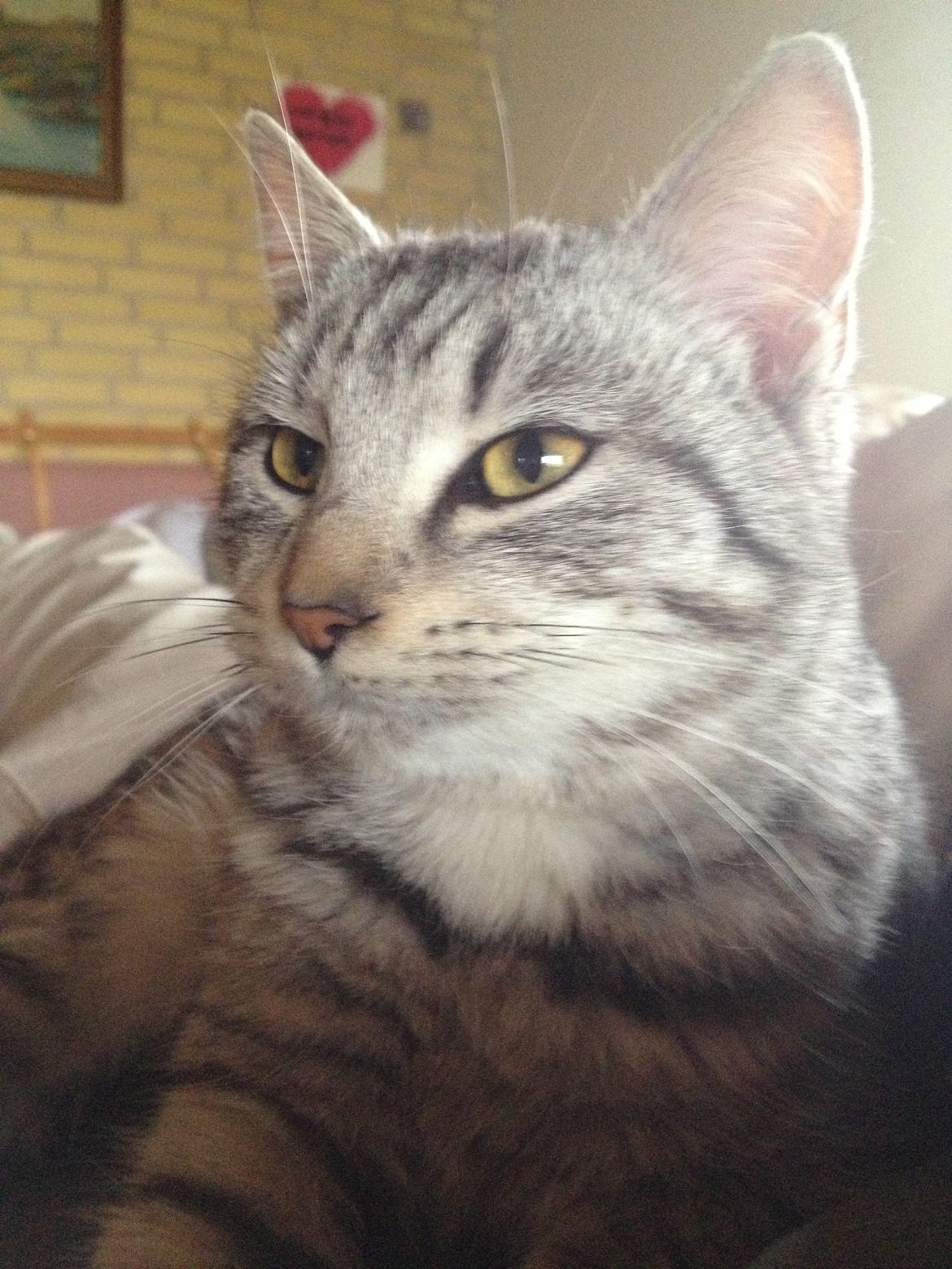 Blanding af racer Mitti - eller bare mis <3 (min y-mis) billede 7