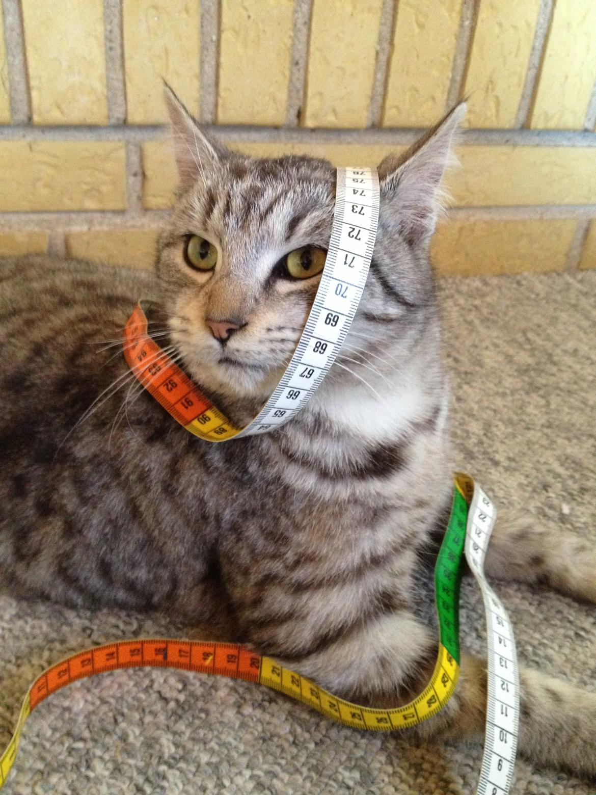 Blanding af racer Mitti - eller bare mis <3 (min y-mis) billede 8