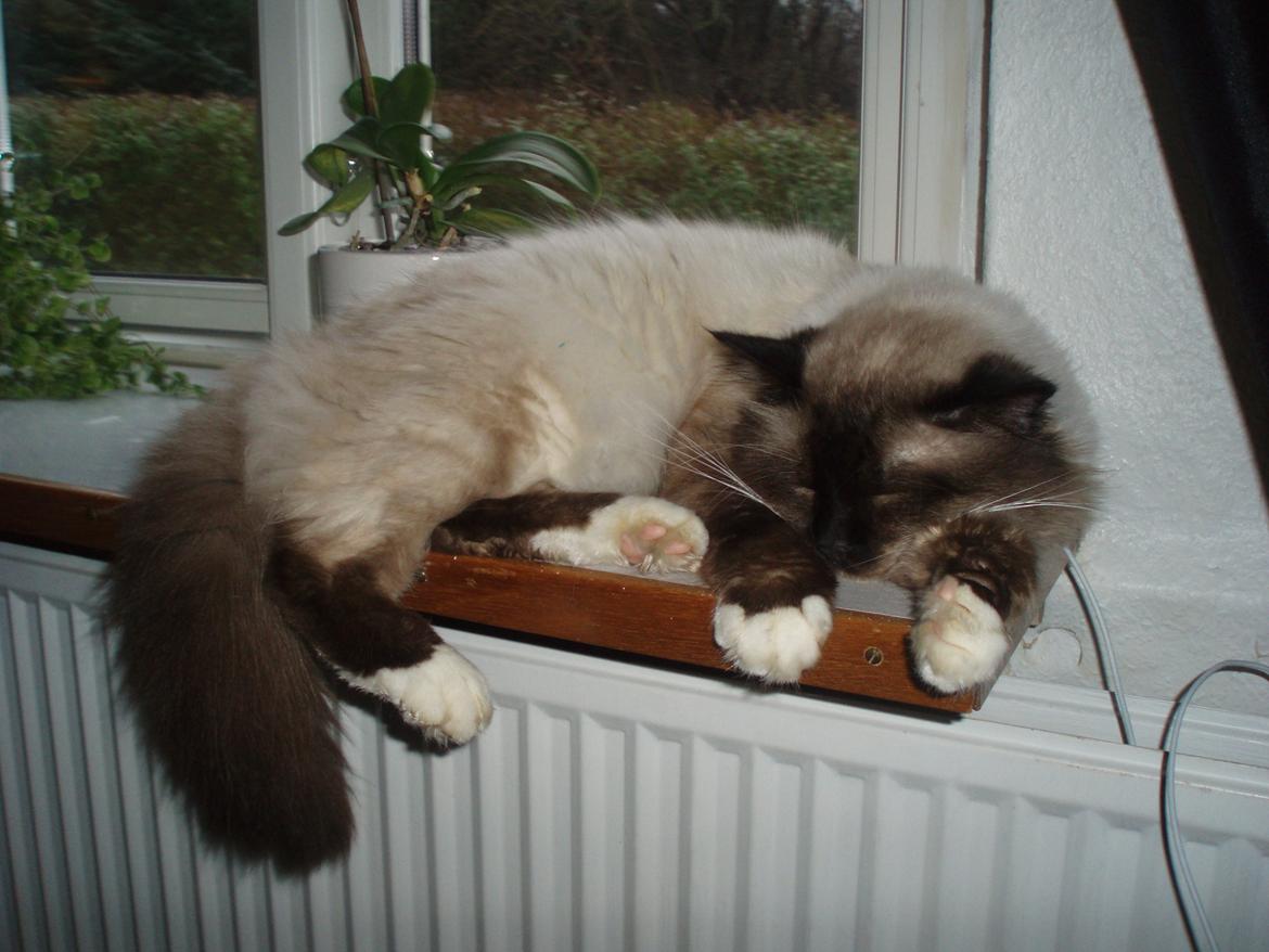 Hellig Birma Fjolle(Folle) - Han ved godt han ikke må, men nogen gange skal man lige prøve xD billede 3