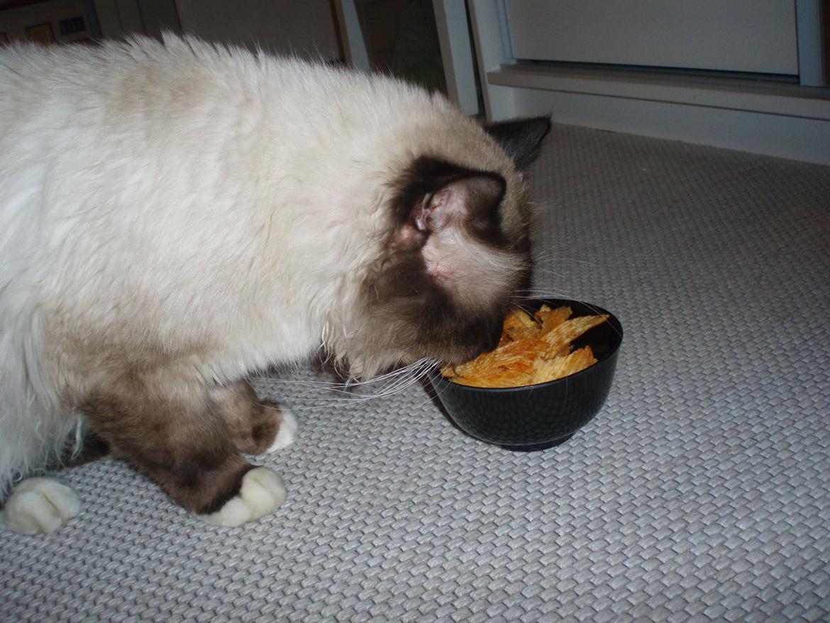 Hellig Birma Fjolle(Folle) - Chips.. Mon man kan spise dem..?<3 billede 2