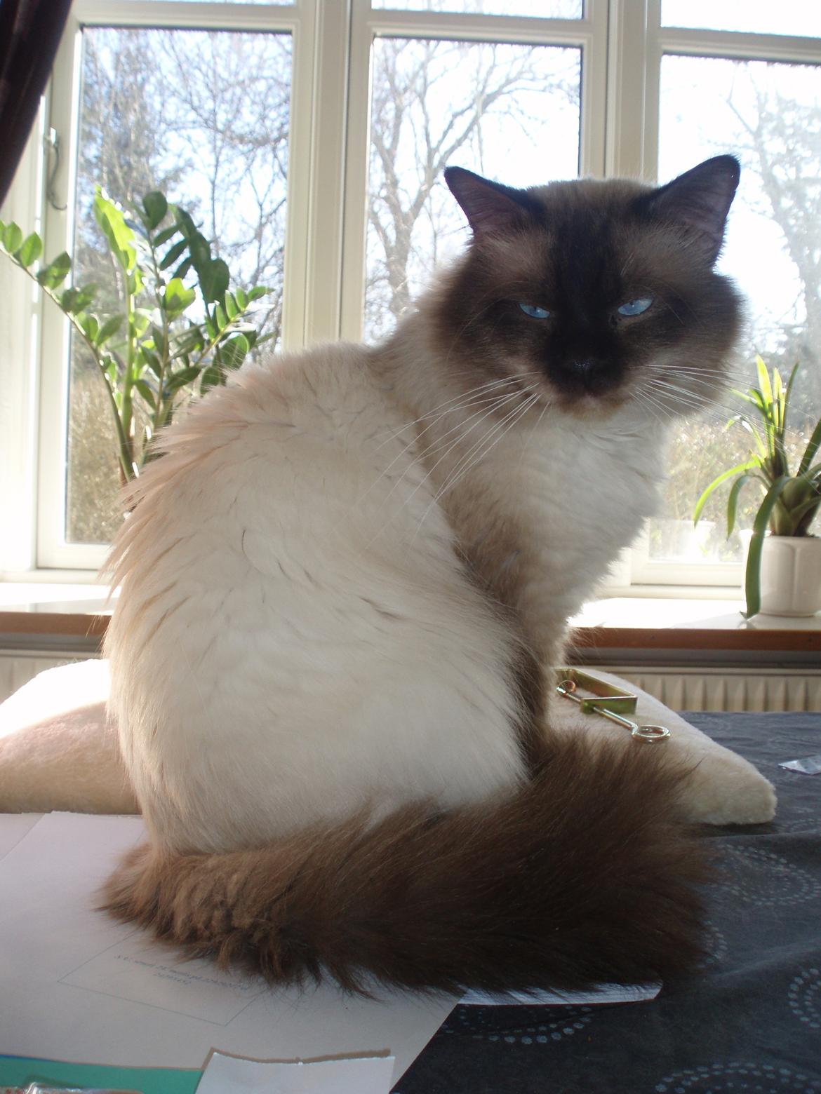 Hellig Birma Fjolle(Folle) - Velkommen til Folle's profil!<3 billede 1