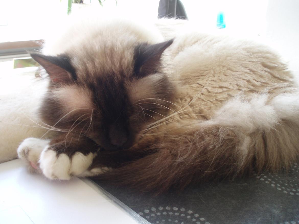 Hellig Birma Fjolle(Folle) billede 11