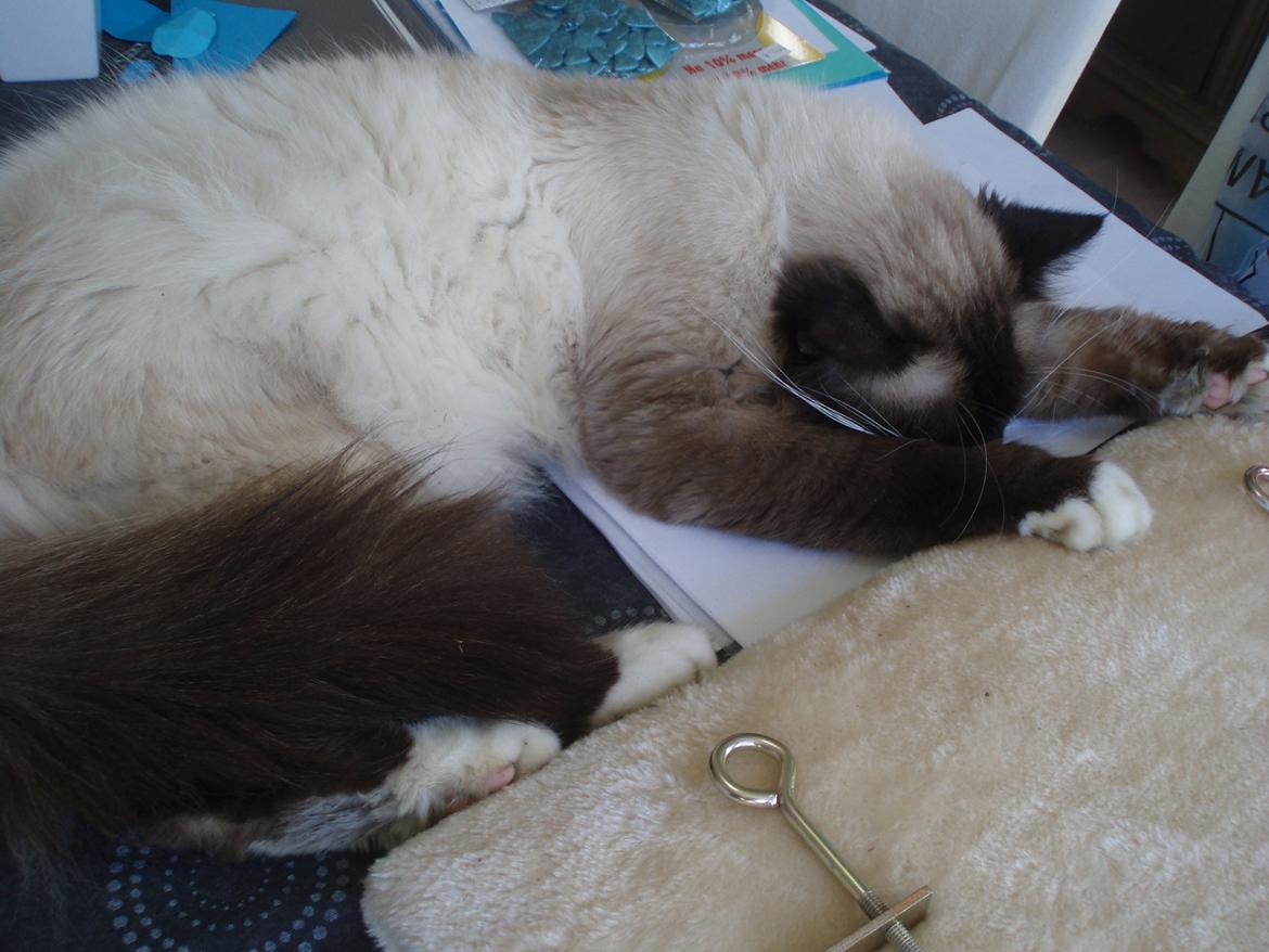 Hellig Birma Fjolle(Folle) billede 12